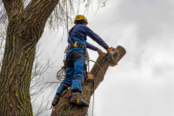 Trusted Union Gap, WA  Tree Services Experts