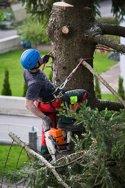 Tree and Shrub Care in Union Gap, WA