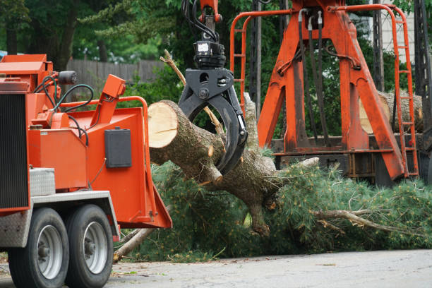 Why Choose Our Tree Removal Services in Union Gap, WA?